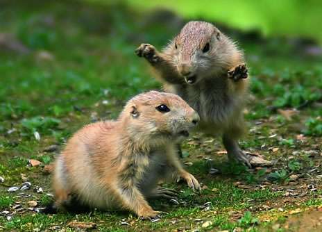 fightinganimals